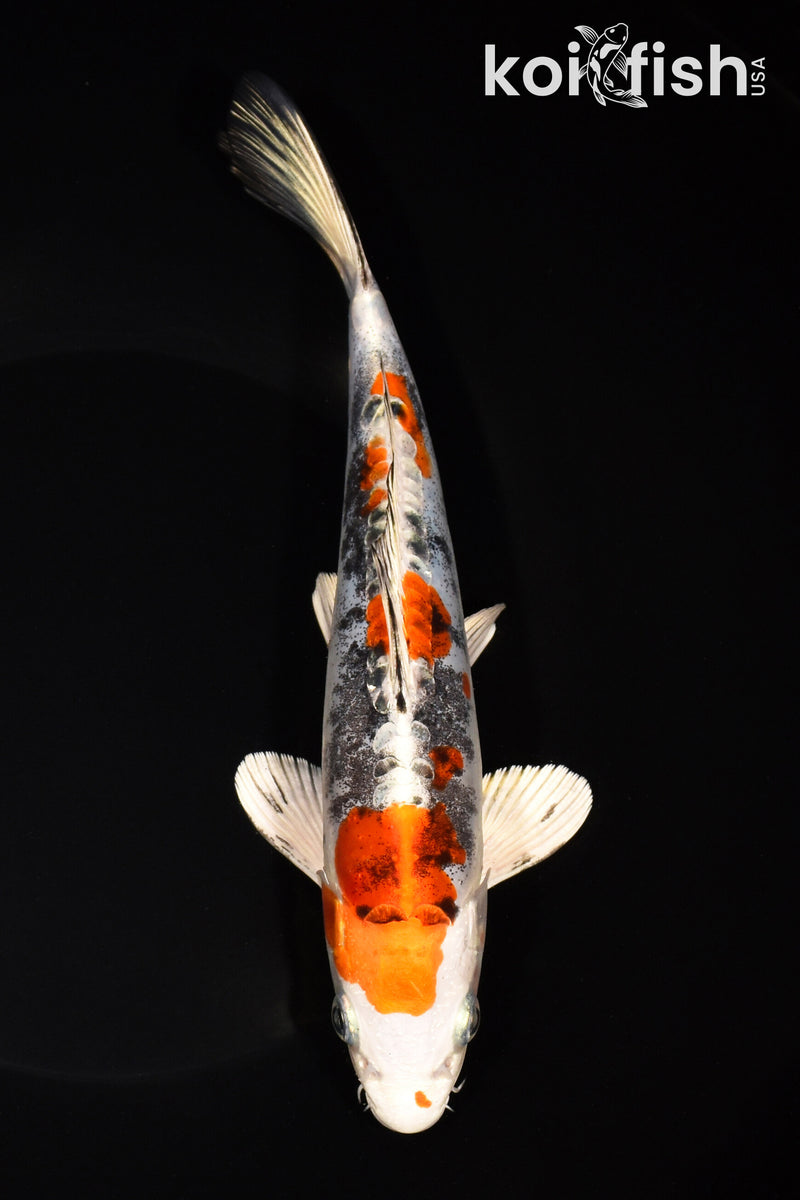 8.5" BENI KIKOKURYU