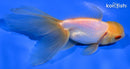 5" ORANDA GOLDFISH
