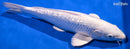 13.5" GINRIN PLATINUM OGON