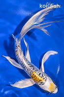 8.75" KIN KIKOKURYU BUTTERFLY