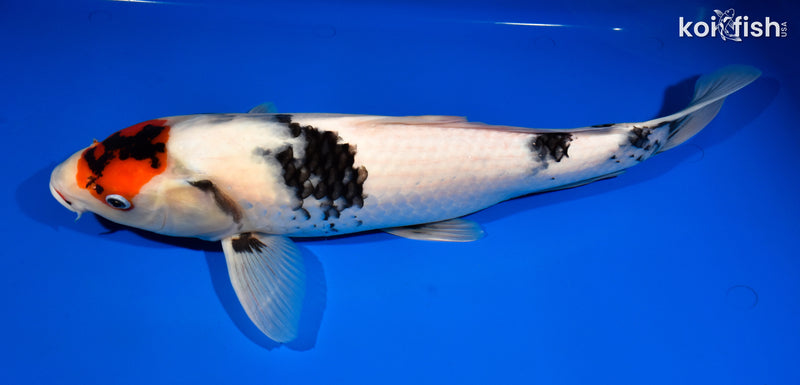 17.75" TANCHO SHOWA