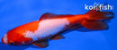 5.25" WAKIN GOLDFISH