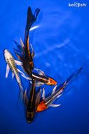 PACK OF (5) 5-6" BUTTERFLY KOI