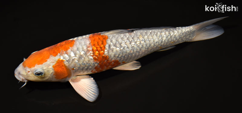 12.75" GINRIN OCHIBA SHIGURE