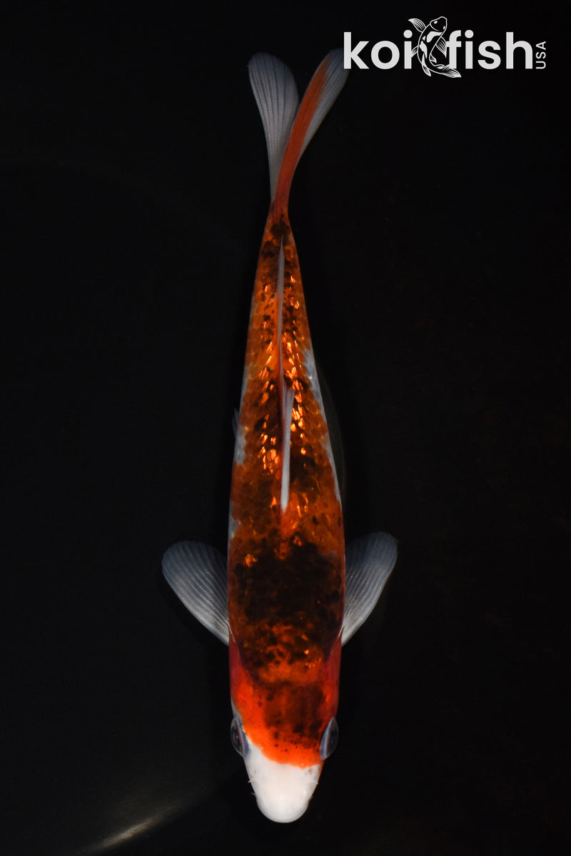 6.25" GINRIN GOROMO