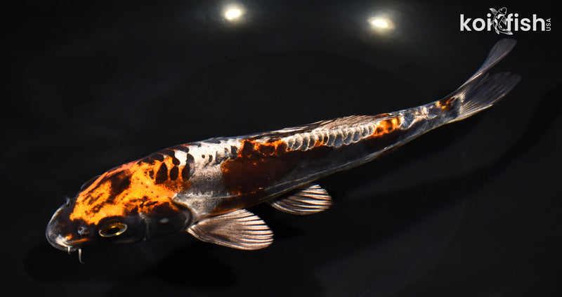 8" BENI KIKOKURYU