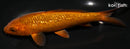6.5" GINRIN CHAGOI