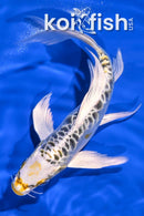 6.75" DOITSU KUJAKU BUTTERFLY