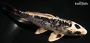 6.25" KIKOKURYU