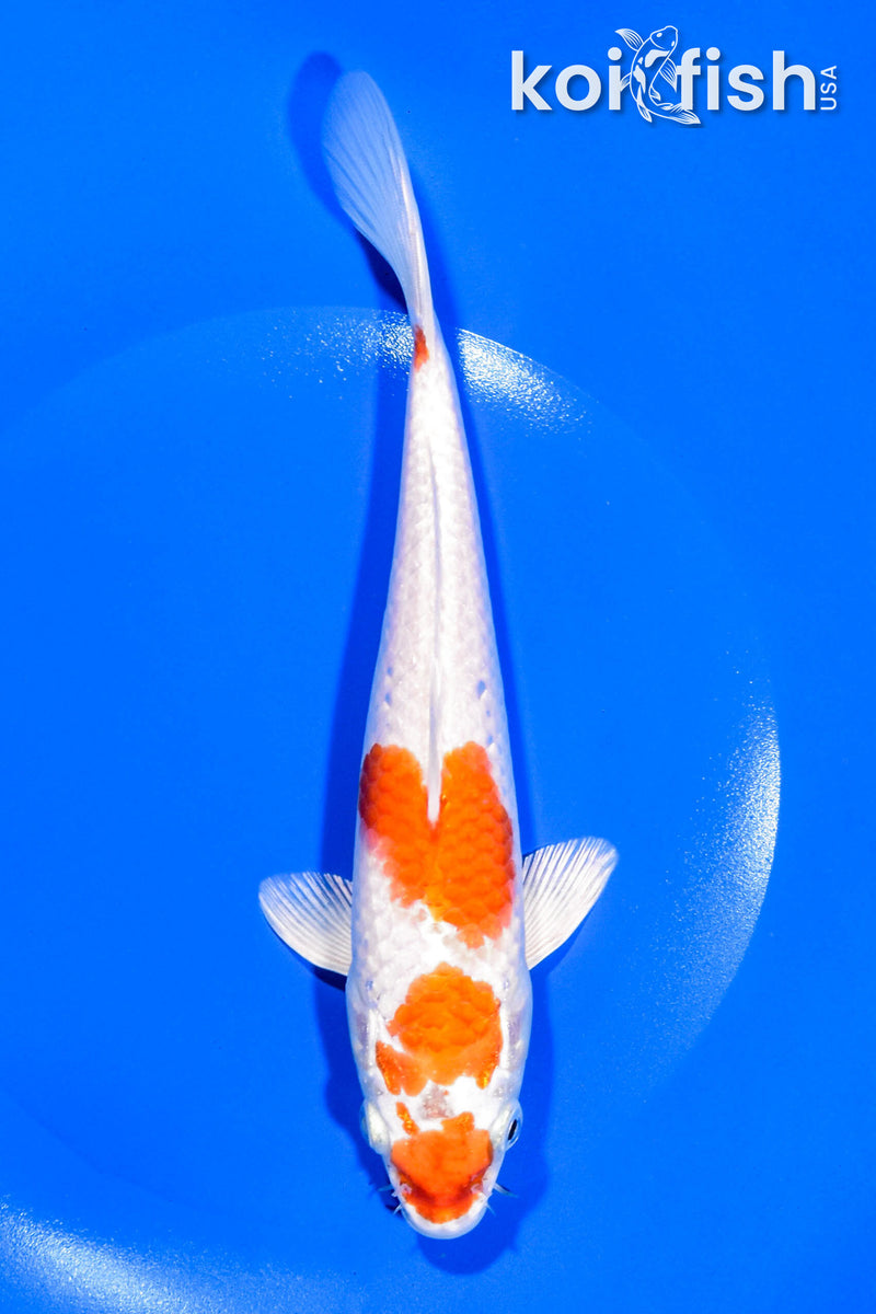 8" HARIWAKE