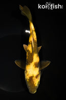 9.25" KI UTSURI