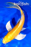 7.5" YAMABUKI OGON BUTTERFLY