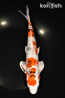 9.25" ARAGOKE HEISEI NISHIKI