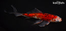8.5" SHUBUNKIN GOLDFISH