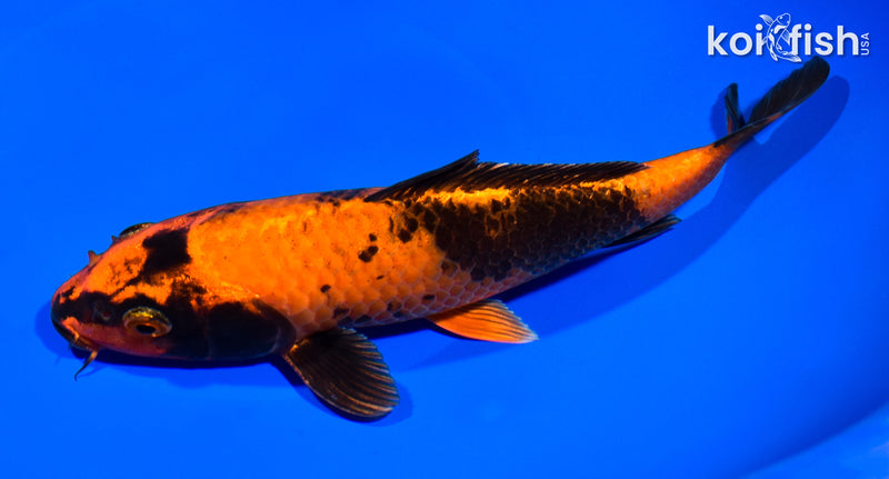 9" KIN HI UTSURI