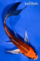 7.5" KUJAKU BUTTERFLY