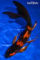 8.5" KIN HI UTSURI BUTTERFLY