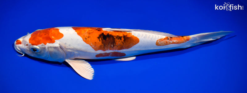 13" HEISEI NISHIKI