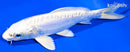 6" DOITSU PLATINUM OGON