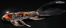 8.75" GINRIN BENI KIKOKKURYU BUTTERFLY
