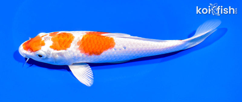 8" HARIWAKE