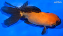 5" ORANDA GOLDFISH