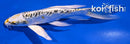 6.75" DOITSU KUJAKU BUTTERFLY