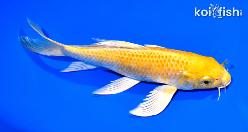 7.5" YAMABUKI OGON BUTTERFLY