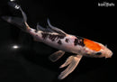 7" YAMATO NISHIKI BUTTERFLY