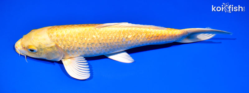 11.75" GINRIN YAMABUKI OGON