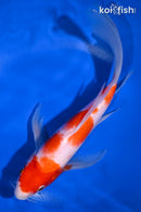9.75" KOHAKU BUTTERFLY
