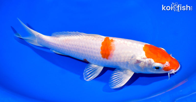 8.5" HARIWAKE