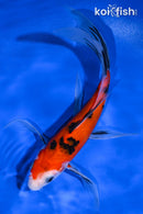 7.75" SANKE BUTTERFLY