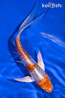 6.25" HEISEI NISHIKI BUTTERFLY