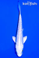 5.5" DOITSU PLATINUM OGON