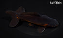 5" WATONAI GOLDFISH