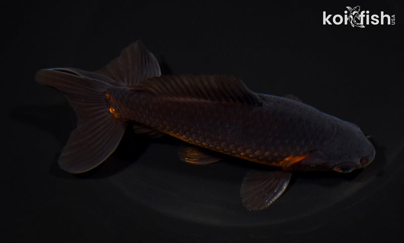 5" WATONAI GOLDFISH