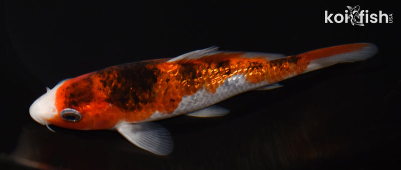 6.25" GINRIN GOROMO