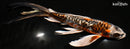 9.25" BENI KIKOKURYU BUTTERFLY
