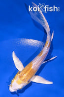 4.5" LEMON HARIWAKE BUTTERFLY