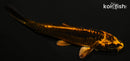 4.25" BENI KIKOKURYU