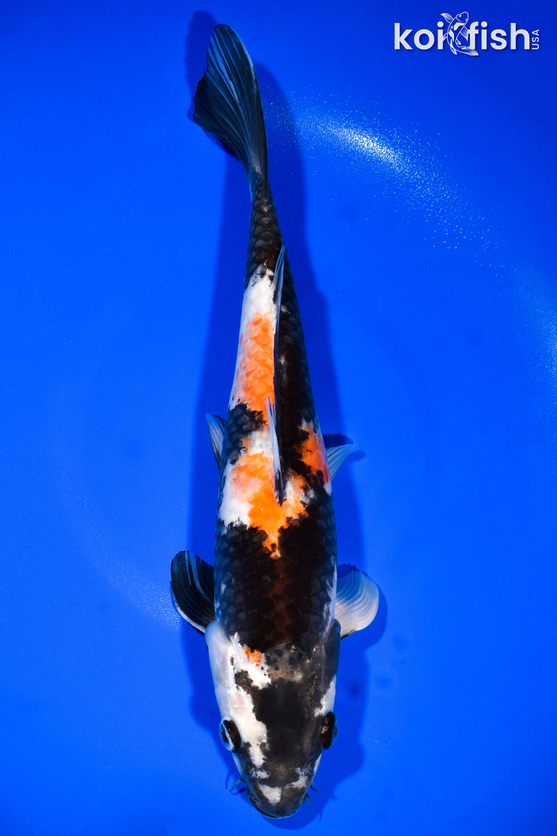 13.25" SHOWA
