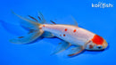 5.5" MARUTEN WAKIN GOLDFISH