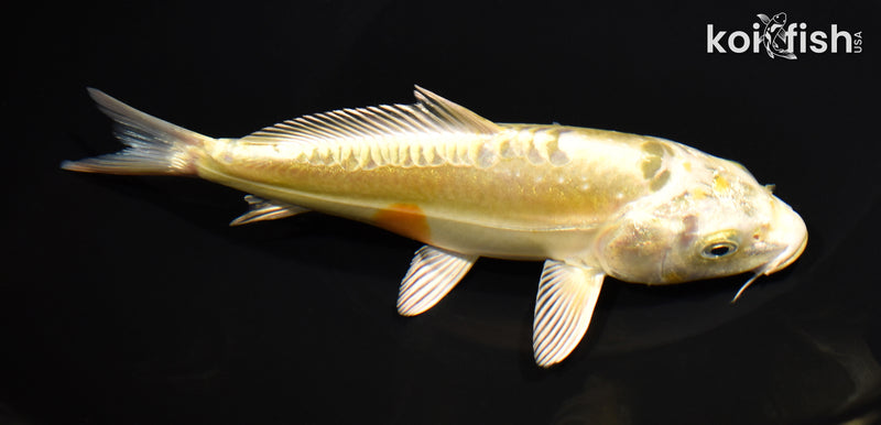 7" DOITSU YAMABUKI OGON