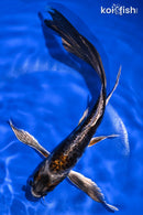 8" BENI KIKOKURYU BUTTERFLY