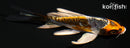 4.5" BENI KIKOKURYU BUTTERFLY