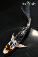 5.5" HEISEI NISHIKI BUTTERFLY