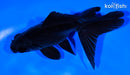 5" WAKIN GOLDFISH