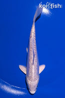 6" DOITSU PLATINUM OGON