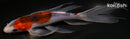 7.5" GOSHIKI BUTTERFLY